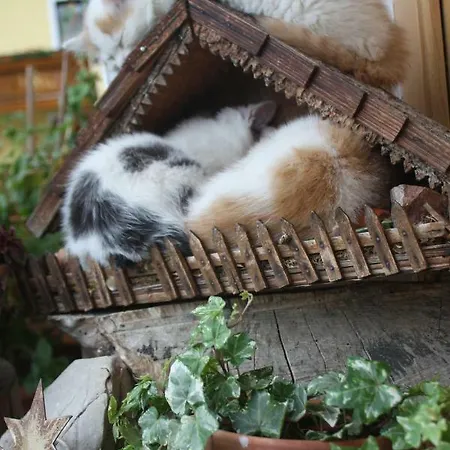 Puhringer * Мондзее