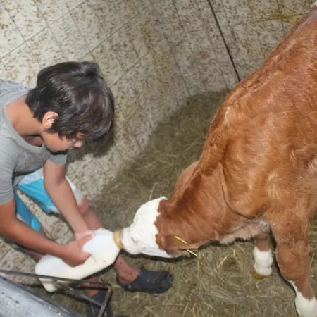 Affittacamere Puhringer Mondsee