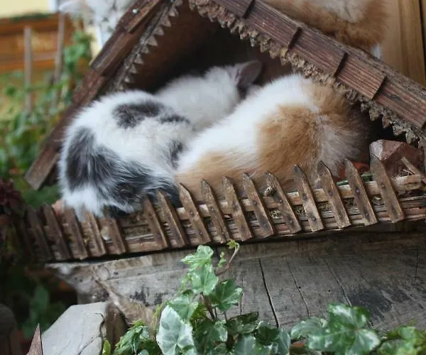 Pühringer * Mondsee