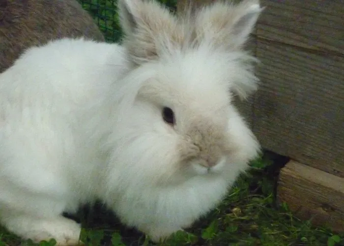 Puhringer Affittacamere *