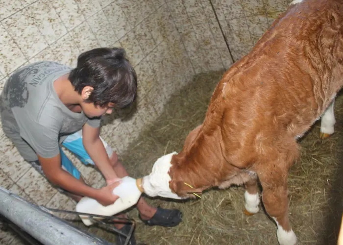 Affittacamere Puhringer Mondsee